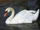 Mute Swan (WWT Slimbridge October 2011) - pic by Nigel Key